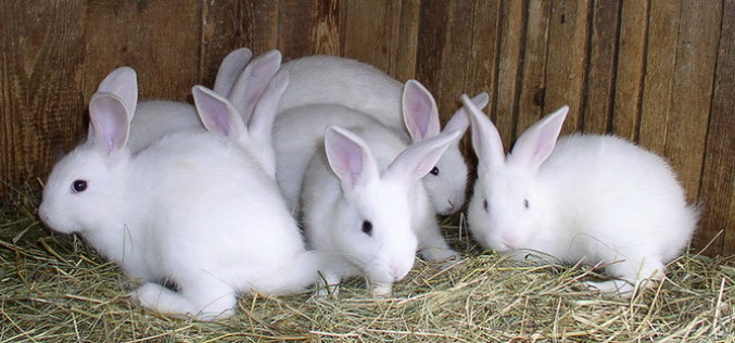 Бизнес план по разведению кроликов