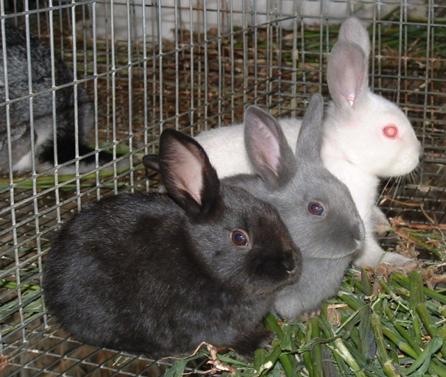 Породы кроликов
