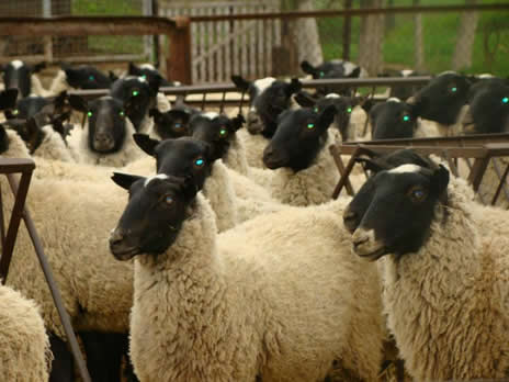 Овцеводство - бизнес план